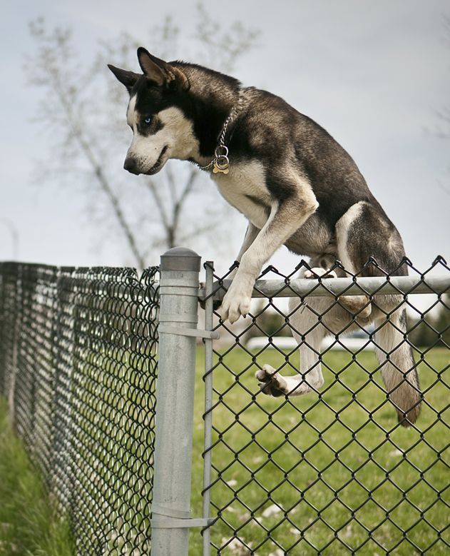 How to stop your shop dog from jumping the fence