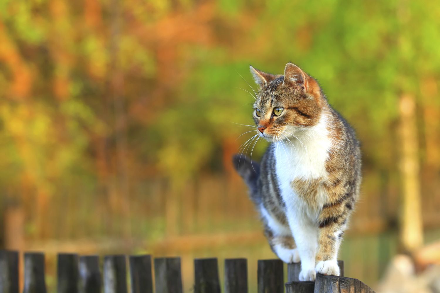 Cat Containment Fence System for Outside, Cat (& Pet) Yard Pen