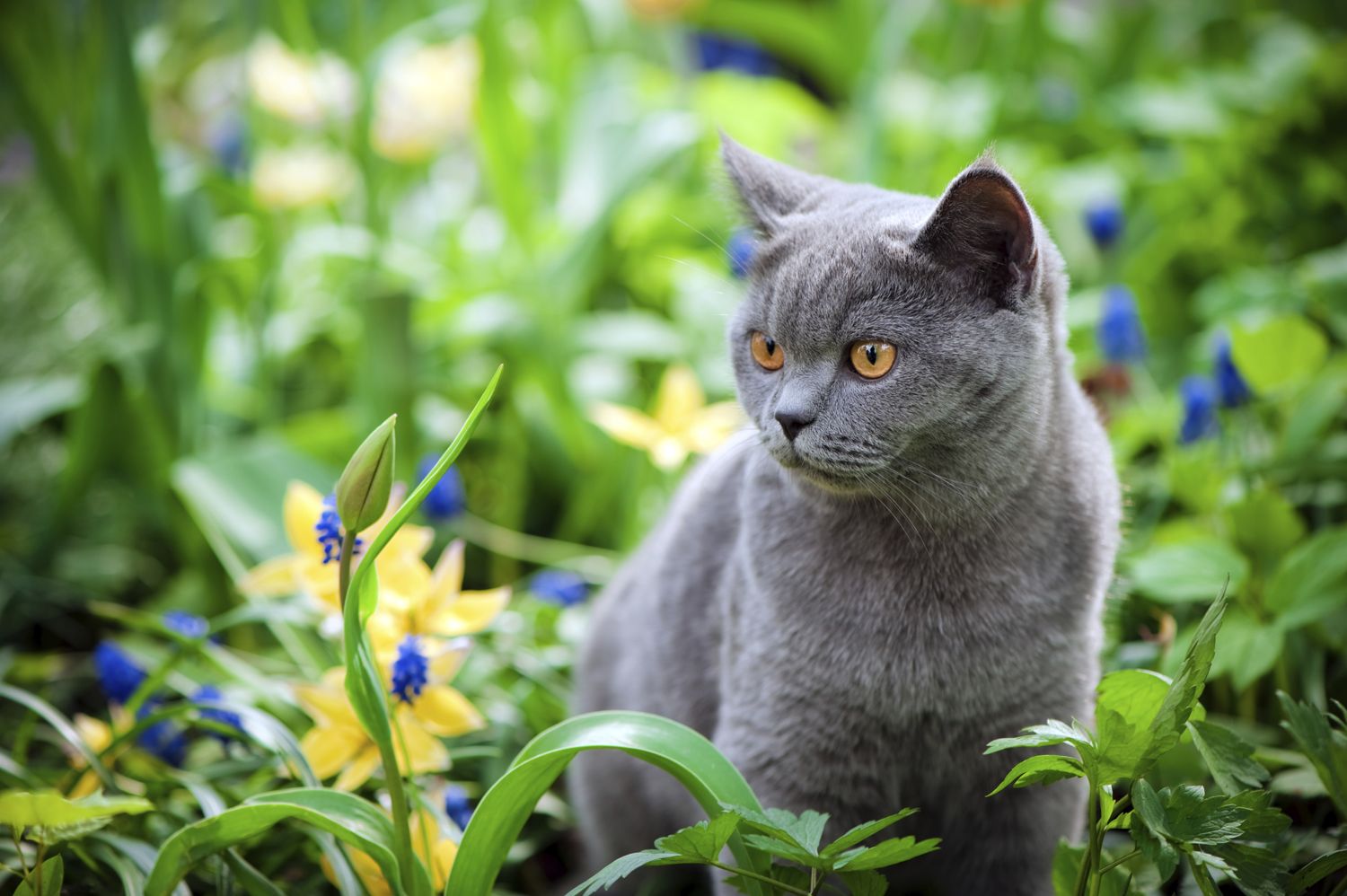 Cat enjoying freedom to roam the garden without cage or enclosure or netting.