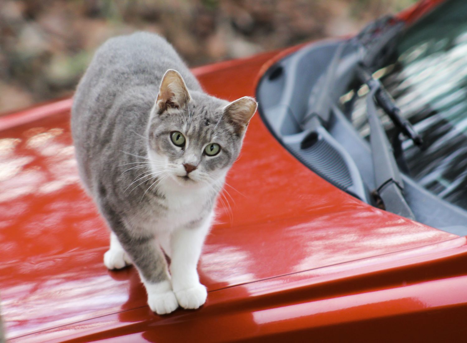 Cat walking over the bonnet of a car.