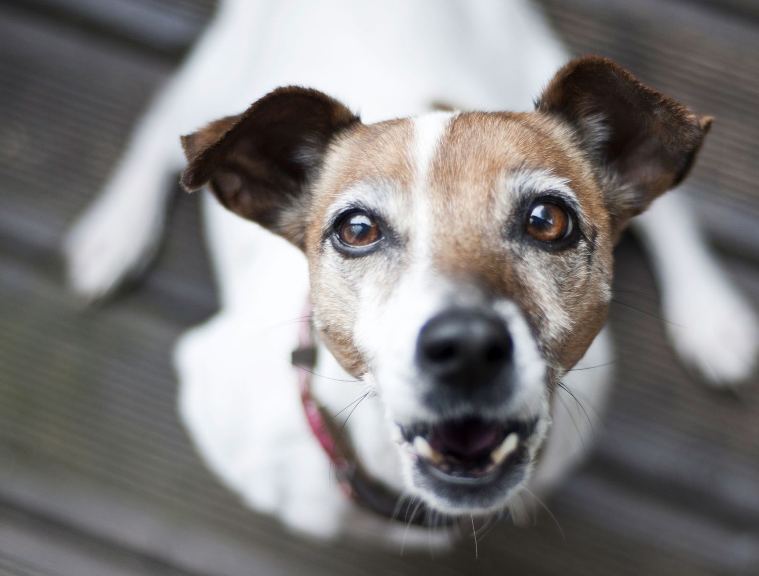 Neighbours dog best sale barking at night