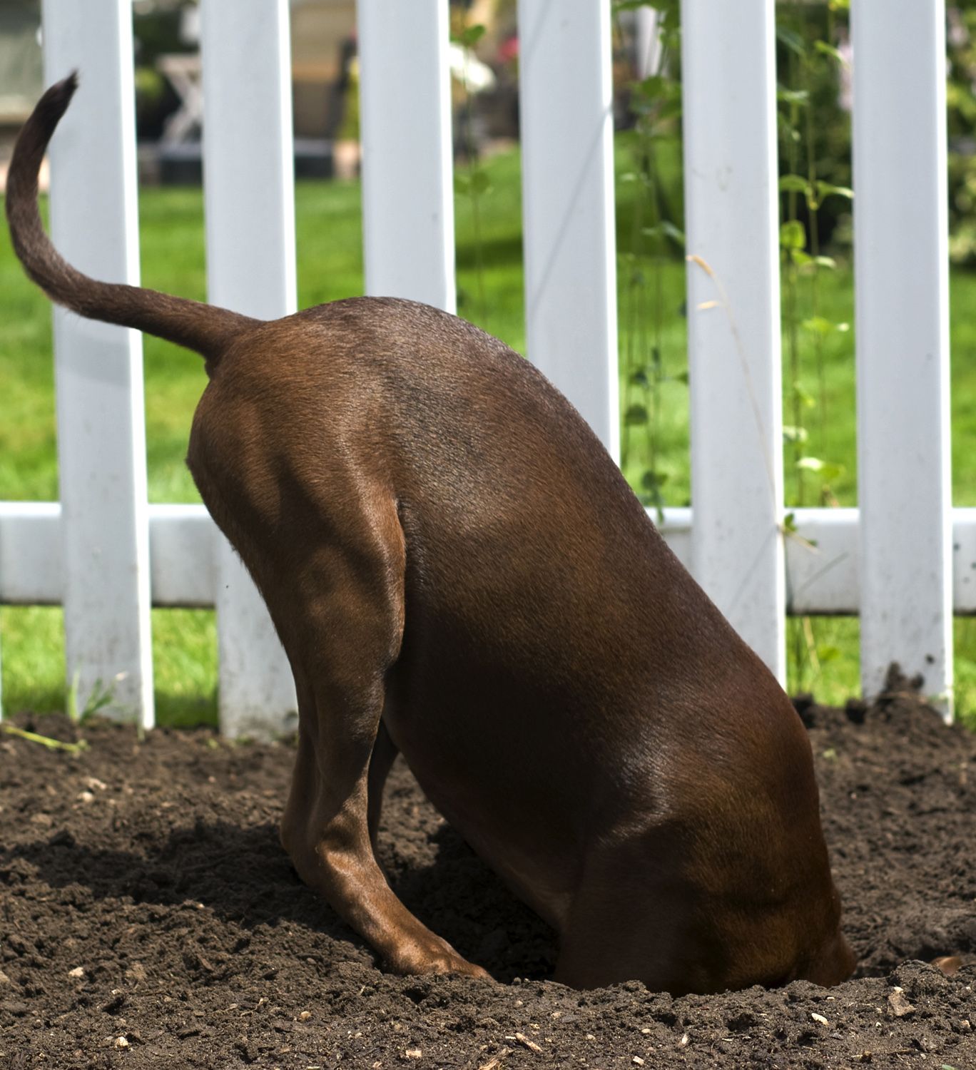 Deterrent to stop outlet dogs digging