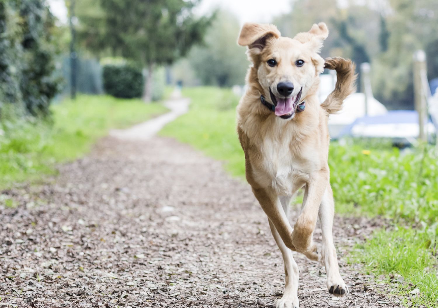 Dog deterrent for outlet runners