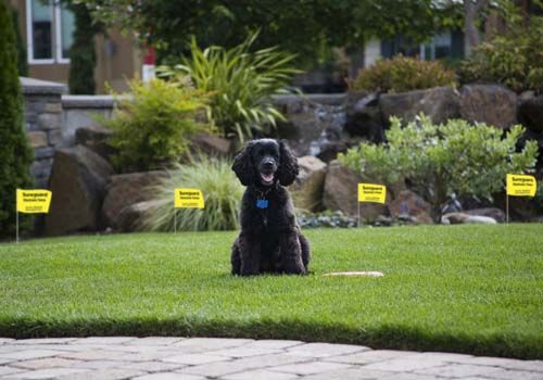 Sureguard dog sale fence