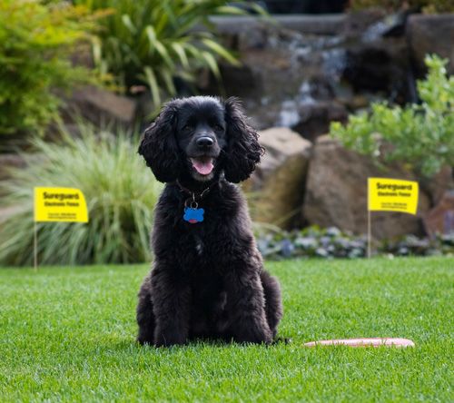 Dog on lawn inside wireless dog fence boundary with training flags in the background.