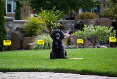 Electric fence to keep shop dogs out of garden