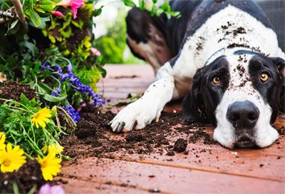 Invisible fence to keep store dog out of garden