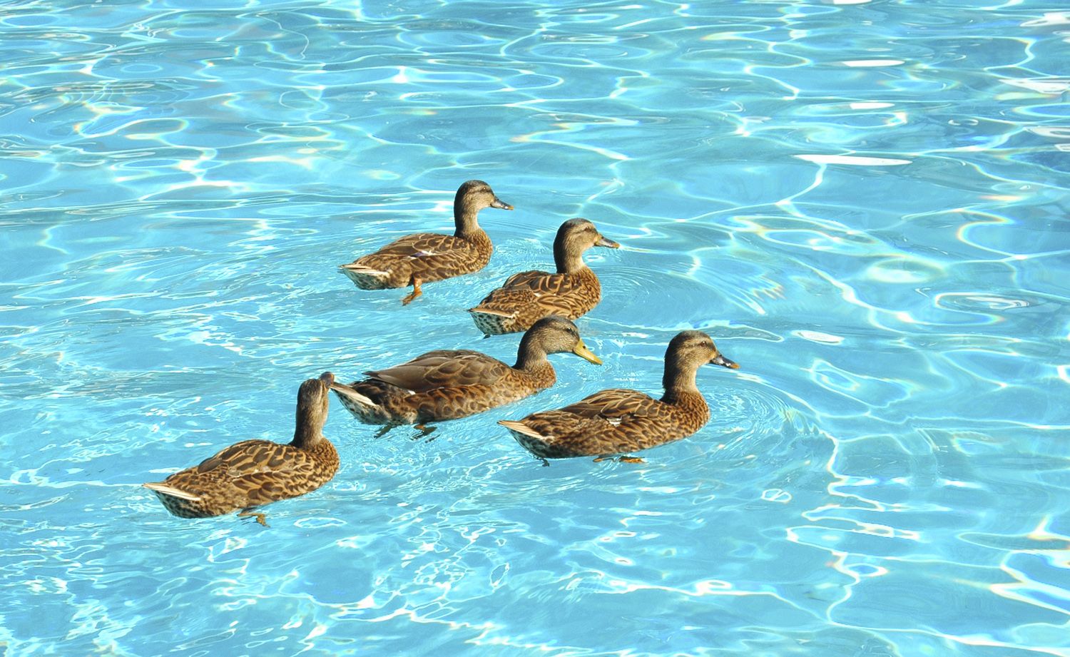 Unwanted ducks swimming in a clean swimming pool.