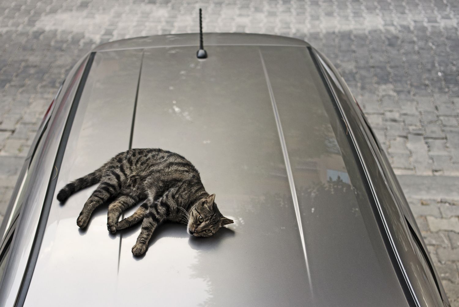 Cat sunning itself on top of a car.
