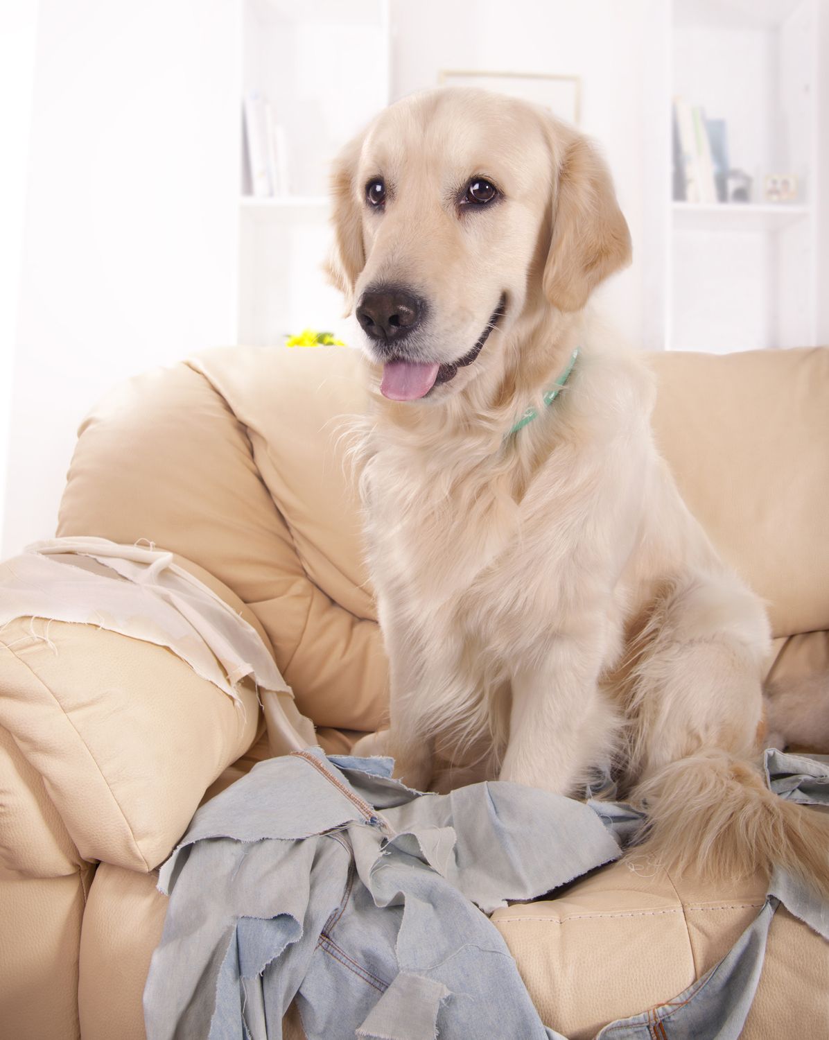 Labrador sitting on a leather sofa.